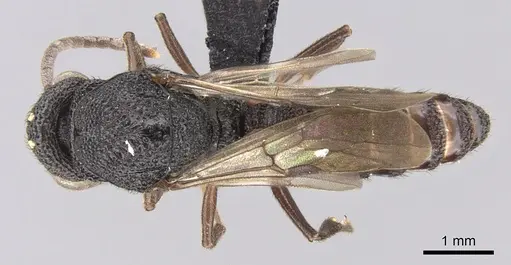 Mystrium mysticum - CASENT0318027