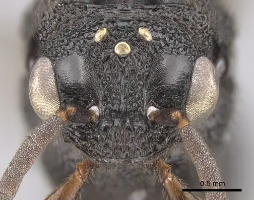 Mystrium mysticum - CASENT0318027