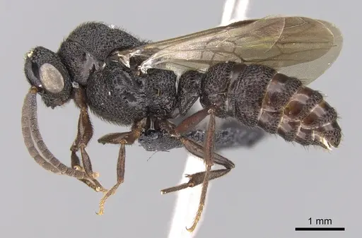 Mystrium mysticum - CASENT0318027