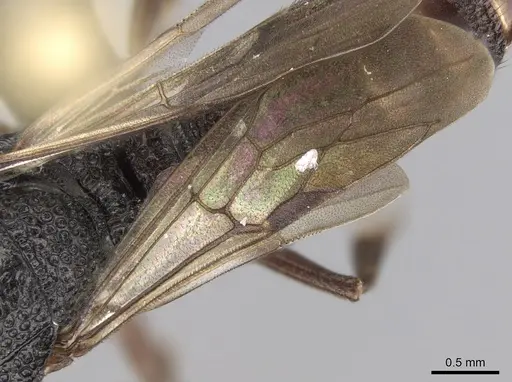 Mystrium mysticum - CASENT0318027