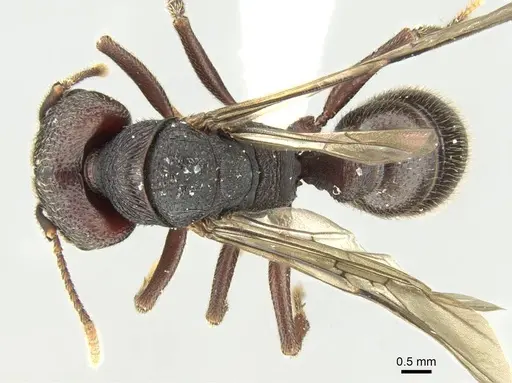 Mystrium mysticum - CASENT0429914