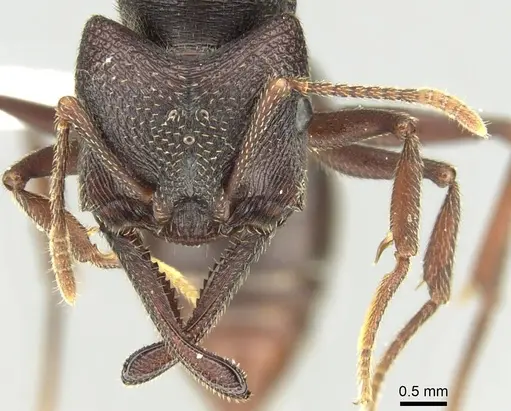 Mystrium mysticum - CASENT0429914