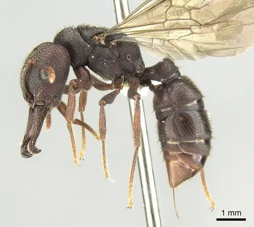 Mystrium mysticum - CASENT0429914