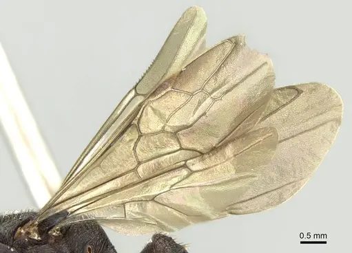 Mystrium mysticum - CASENT0429914