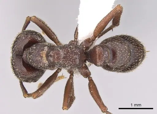 Mystrium mysticum - CASENT0429924