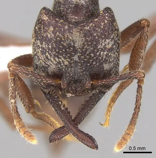 Mystrium mysticum - CASENT0429924