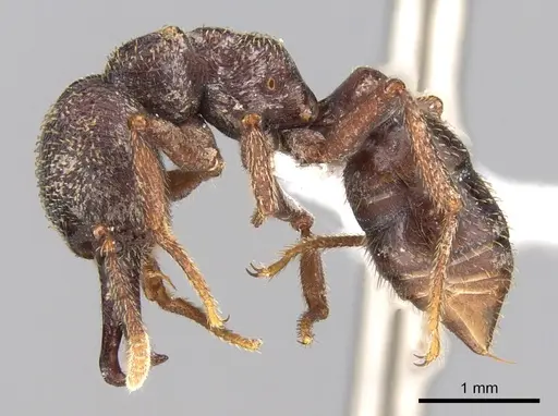 Mystrium mysticum - CASENT0429924