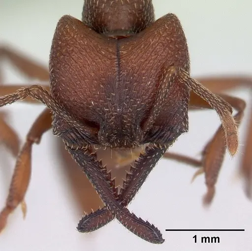 Mystrium mysticum - CASENT0429930