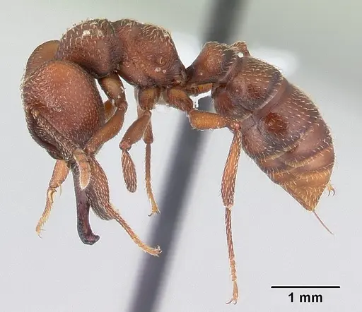 Mystrium mysticum - CASENT0429930