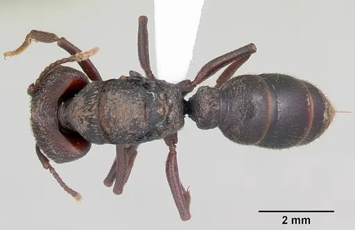 Mystrium mysticum - CASENT0429933