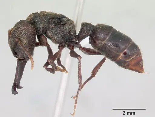 Mystrium mysticum - CASENT0429933