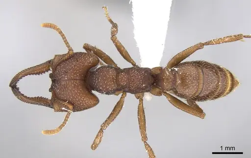 Mystrium mysticum - CASENT0429935