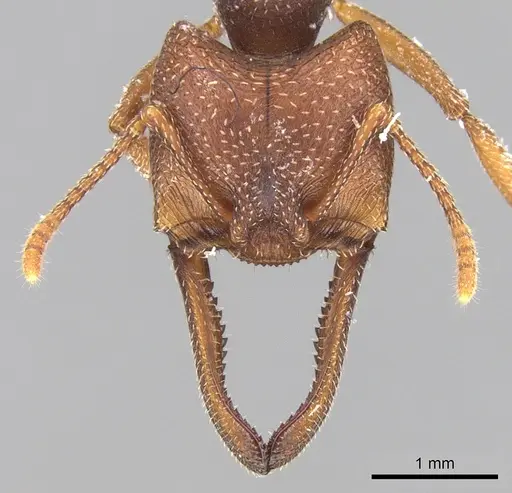 Mystrium mysticum - CASENT0429935