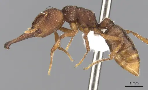 Mystrium mysticum - CASENT0429935