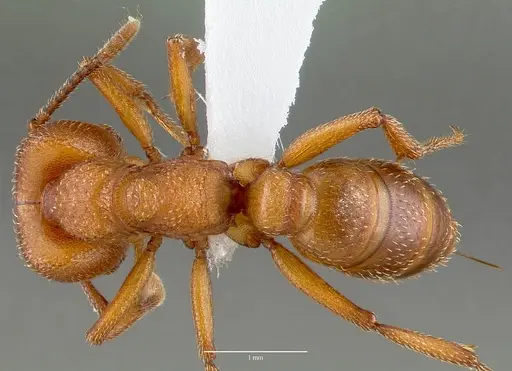 Mystrium mysticum - CASENT0429953