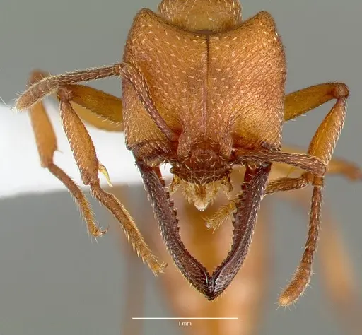 Mystrium mysticum - CASENT0429953