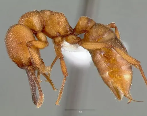 Mystrium mysticum - CASENT0429953