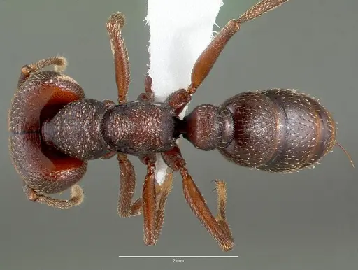 Mystrium mysticum - CASENT0429955