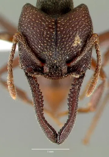 Mystrium mysticum - CASENT0429955