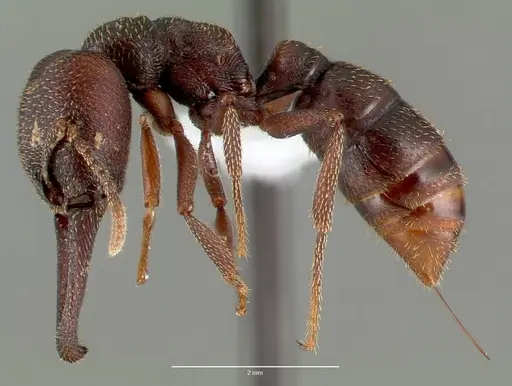 Mystrium mysticum - CASENT0429955