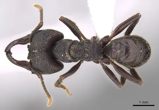 Mystrium mysticum - CASENT0429959