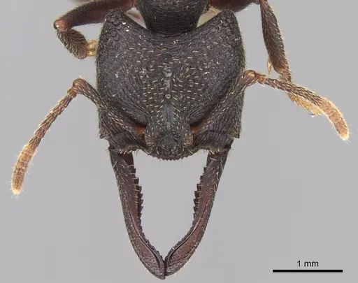 Mystrium mysticum - CASENT0429959