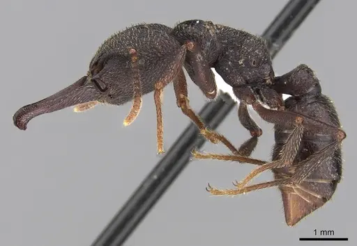 Mystrium mysticum - CASENT0429959