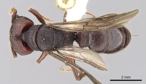 Mystrium mysticum - CASENT0429962