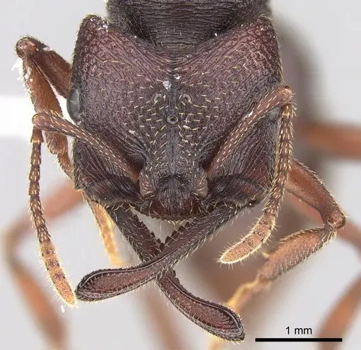 Mystrium mysticum - CASENT0429962