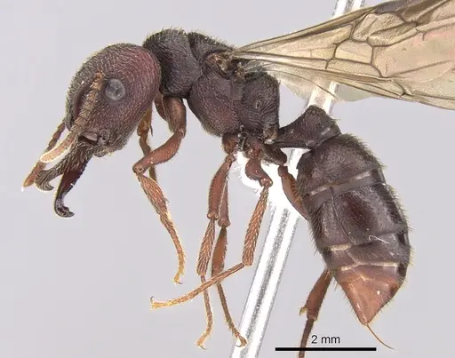 Mystrium mysticum - CASENT0429962