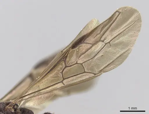 Mystrium mysticum - CASENT0429962