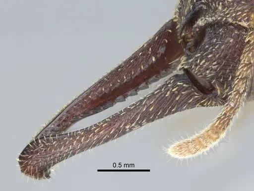 Mystrium mysticum - CASENT0429965