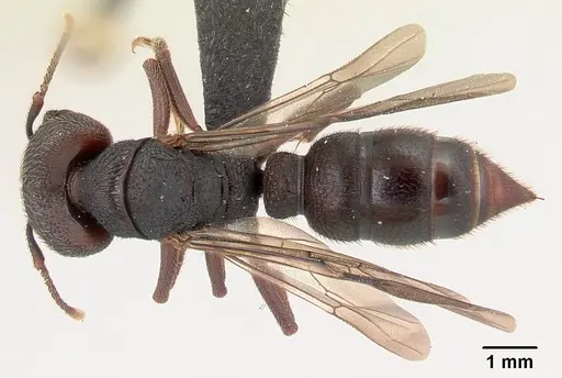 Mystrium mysticum - CASENT0490713