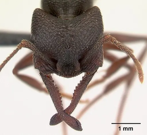 Mystrium mysticum - CASENT0490713