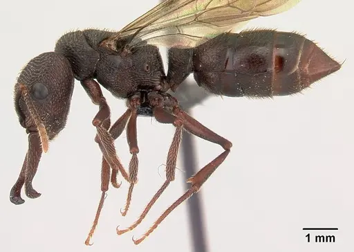 Mystrium mysticum - CASENT0490713