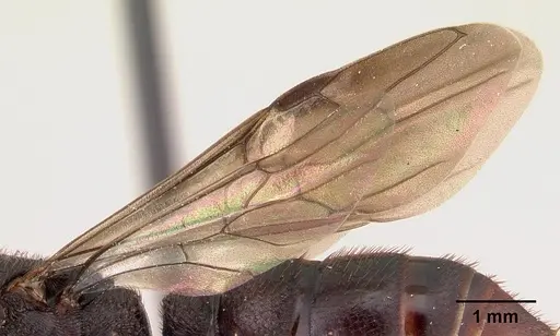 Mystrium mysticum - CASENT0490713