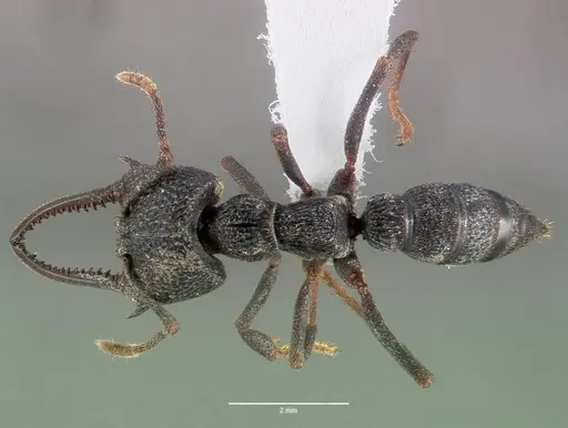 Mystrium oberthueri specimen