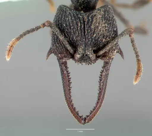 Mystrium oberthueri specimen