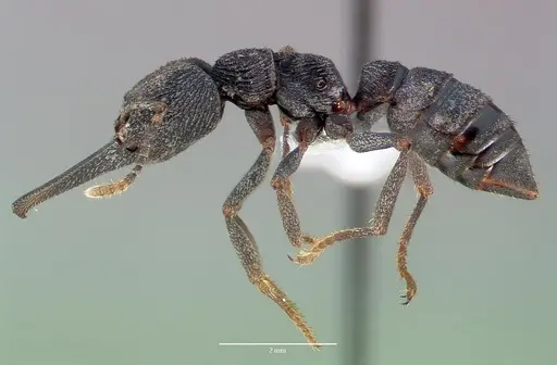 Mystrium oberthueri specimen