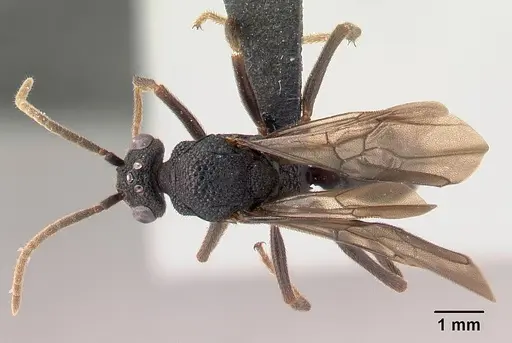 Mystrium oberthueri - CASENT0072302