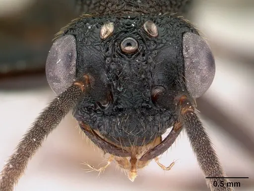 Mystrium oberthueri - CASENT0072302