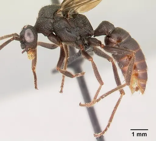 Mystrium oberthueri - CASENT0072302