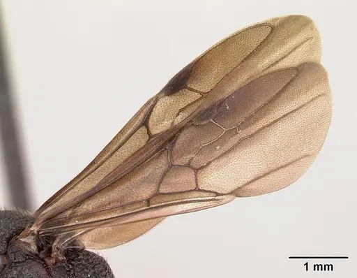 Mystrium oberthueri - CASENT0072302