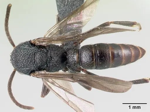 Mystrium oberthueri - CASENT0082909