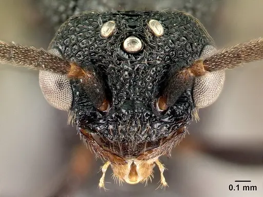 Mystrium oberthueri - CASENT0082909