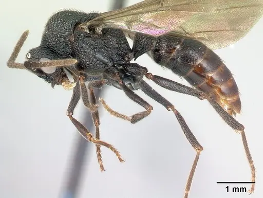 Mystrium oberthueri - CASENT0082909