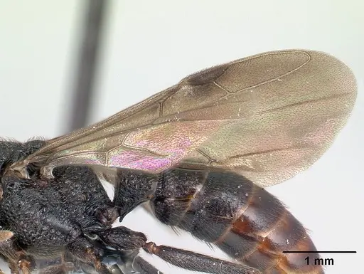 Mystrium oberthueri - CASENT0082909