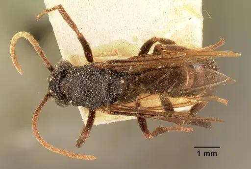 Mystrium oberthueri - CASENT0101701