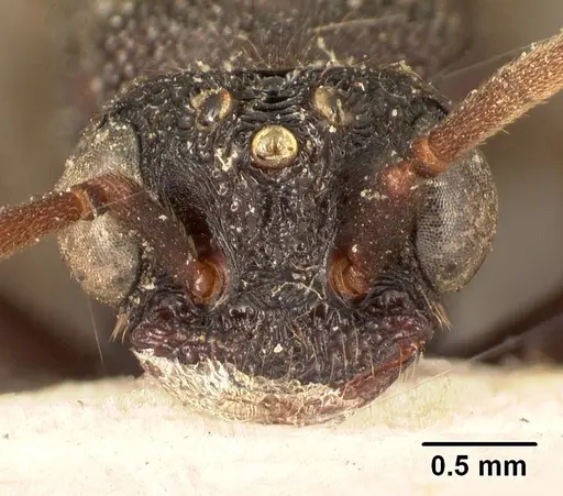 Mystrium oberthueri - CASENT0101701