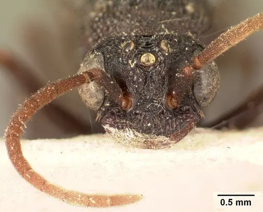 Mystrium oberthueri - CASENT0101701